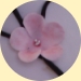 Pink Cherry Blossom Wedding Cake